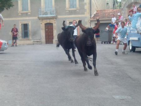 Toros...